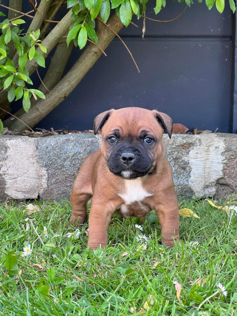 Of The Little Redskins Kingdom - Petit chiot collier bleu roi