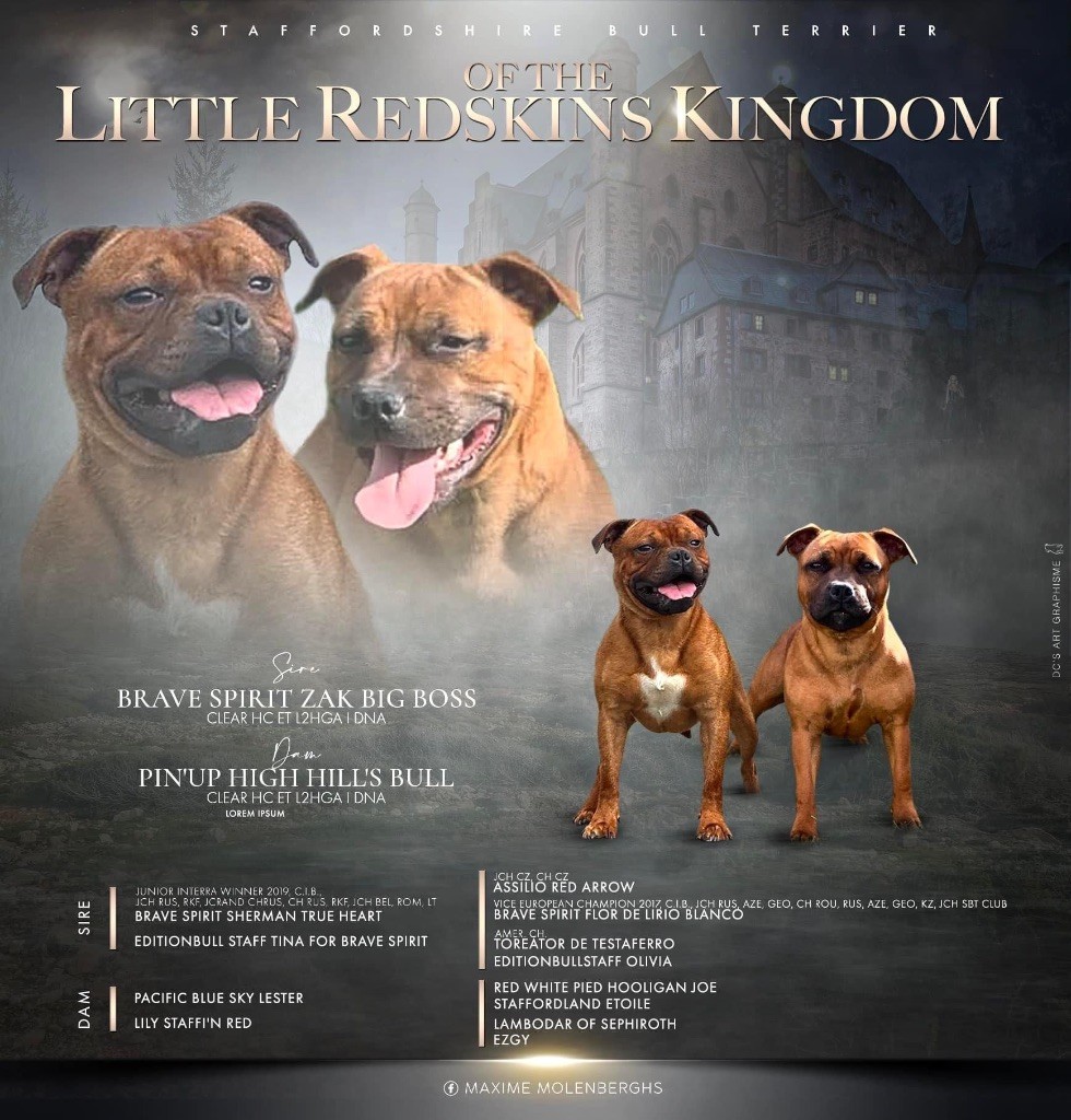 chiot Staffordshire Bull Terrier Of The Little Redskins Kingdom