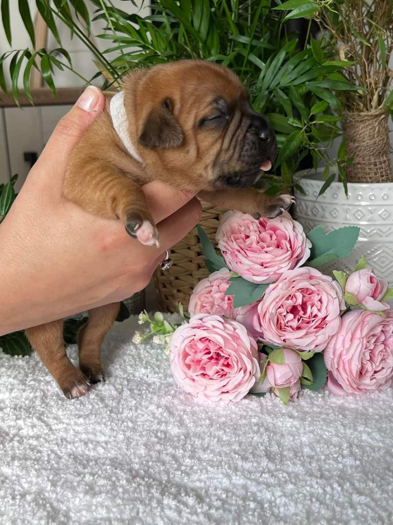 Of The Little Redskins Kingdom - Petite femelle collier rose pâle