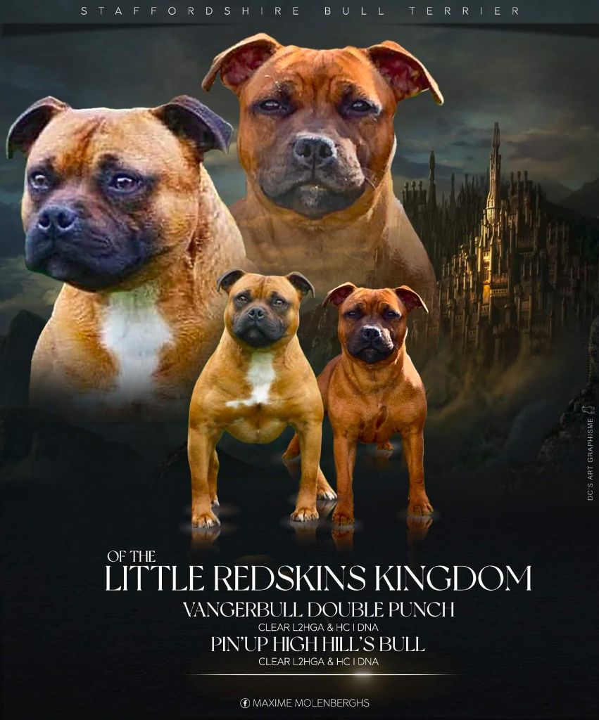 Of The Little Redskins Kingdom - Premier mariage de l'élevage Of The Little Redskins Kingdom